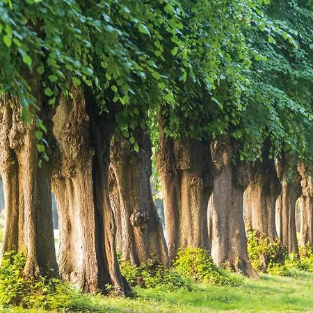 Beautiful In Damgarten With Garden Lägenhet