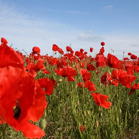 Beautiful In Damgarten With Garden